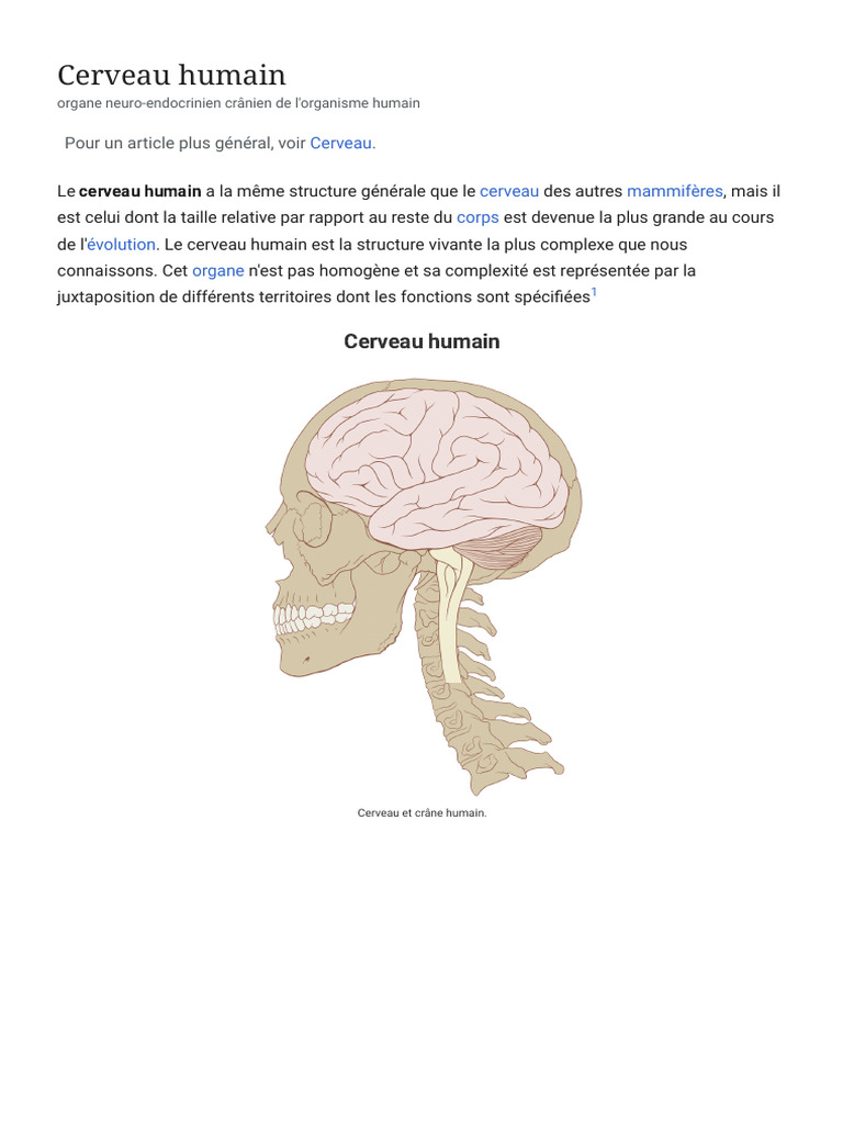 Cerveau Humain - Wikipédia | PDF | Cerveau | Cerveau humain