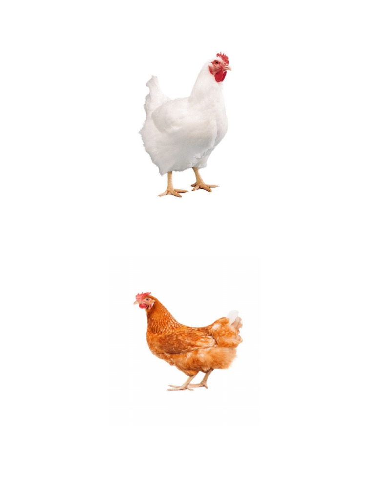 Chicken | PDF