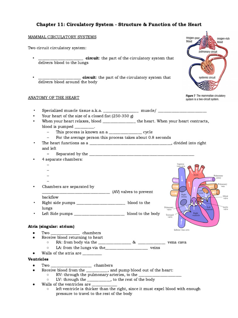 Circulatory System - The Heart - Handout | PDF | Heart Valve | Heart