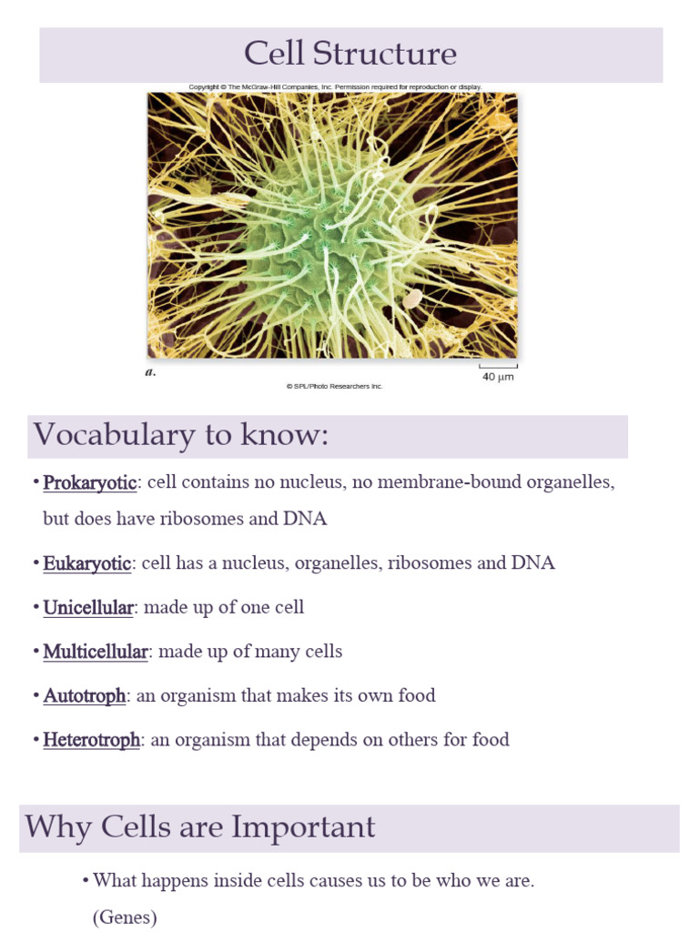 Module II - 1 - Cell Structure and Function | PDF | Cell (Biology ...