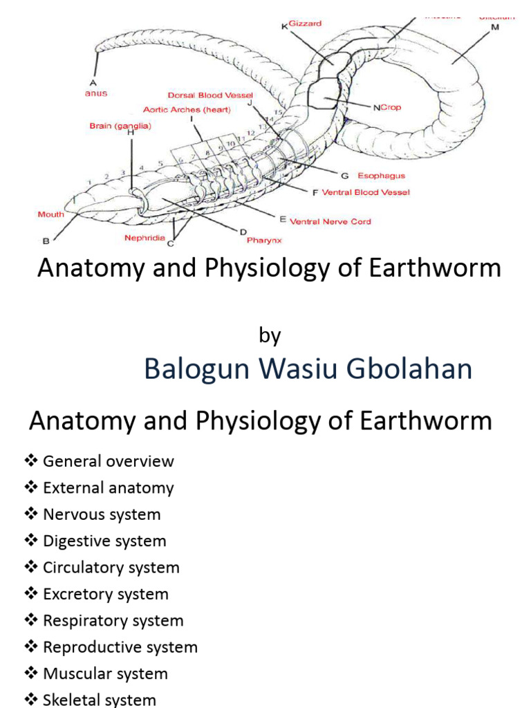 earthwormpresentation-160630025402 | PDF | Zoology | Anatomy