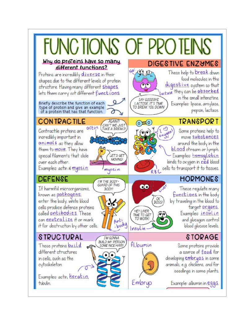 Proteins Info Sheet | PDF