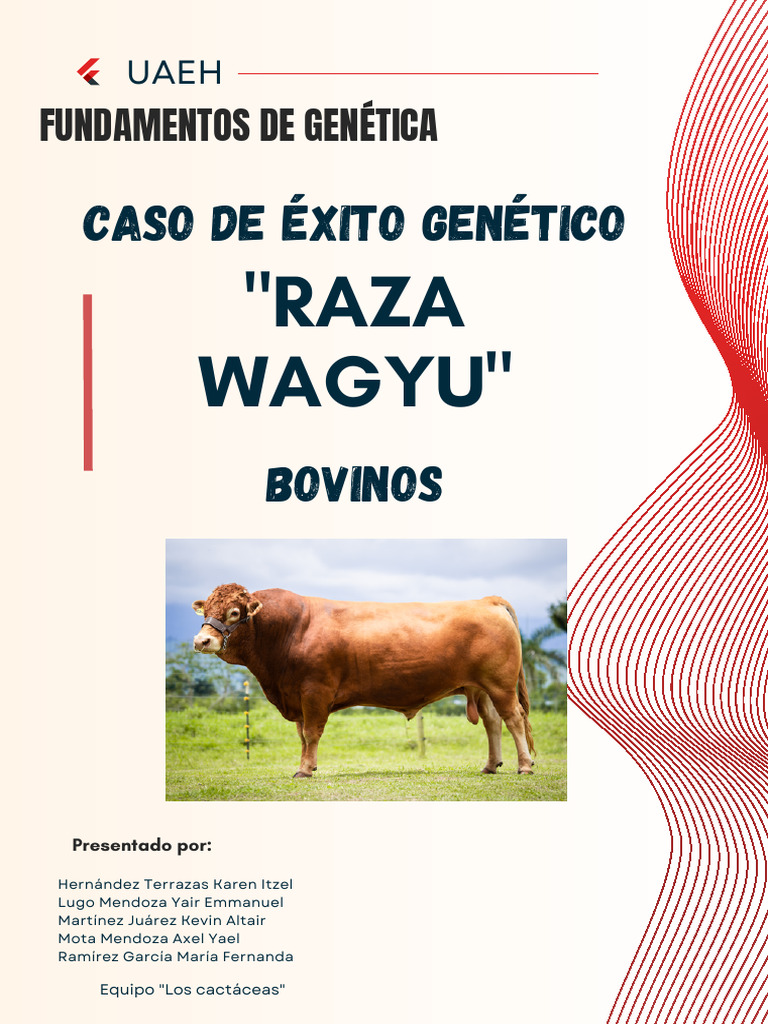 Raza Wagyu - 20260203 - 224433 - 0000 | PDF | Vacas | gordo