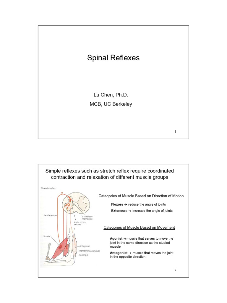 Spinal Reflexes | PDF | Neuroscience | Neurophysiology