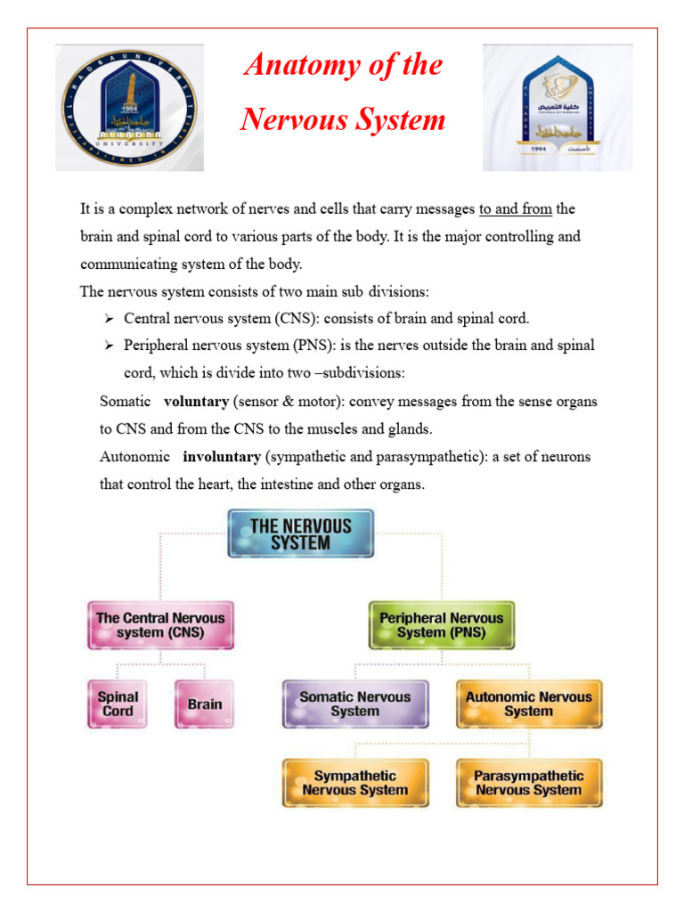 anatomy nervous | PDF | Central Nervous System | Nervous System