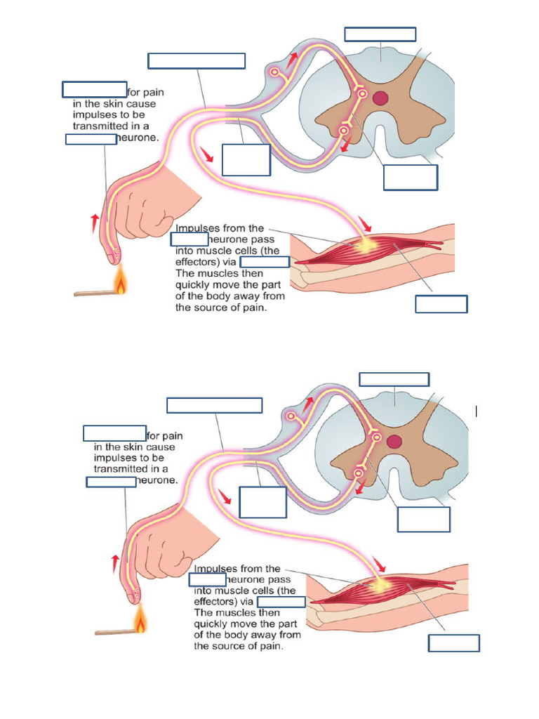 Reflex Diagram | PDF