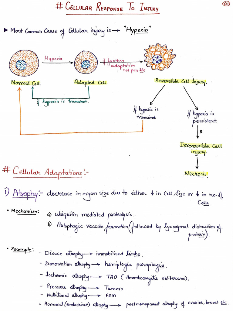 Cell Injury Pathology 2 | PDF