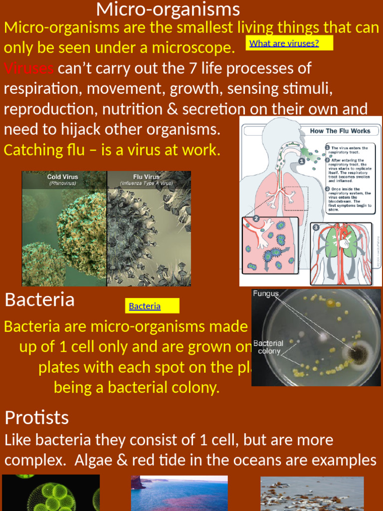 G 8 4 Micro Organisms Whnred | PDF | Microorganism | Tuberculosis