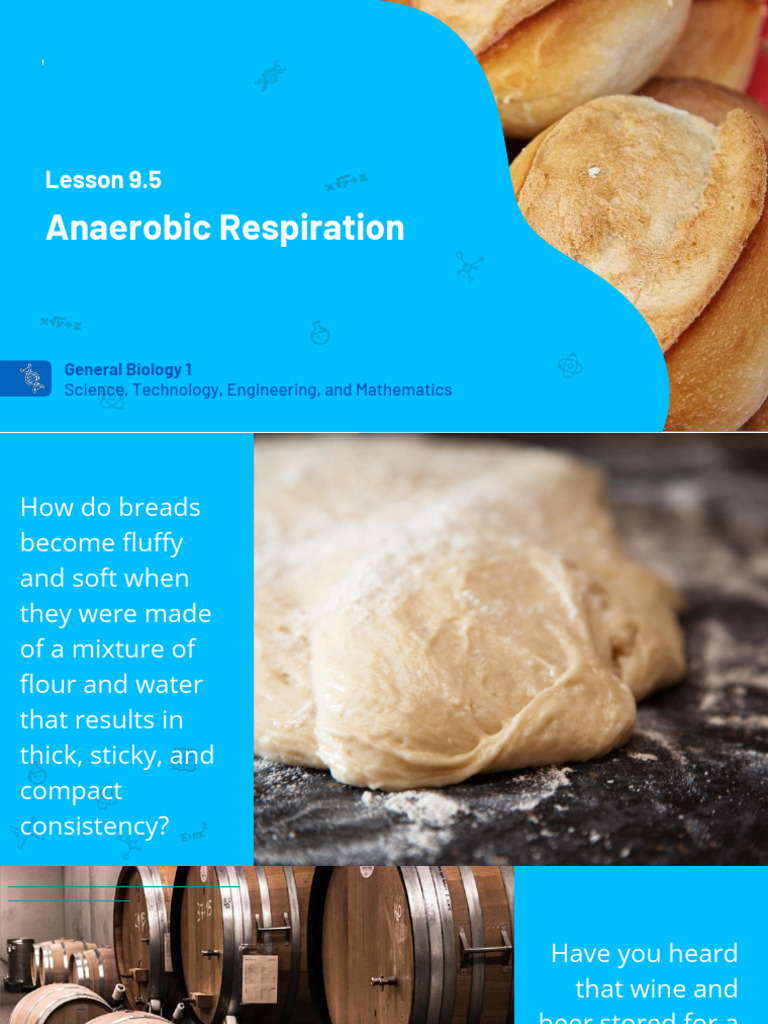 Fermentation GB1 | PDF | Cellular Respiration | Fermentation