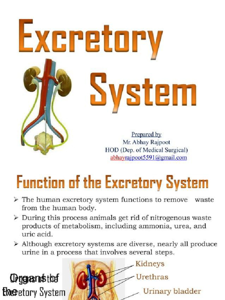 Excretory System | PDF