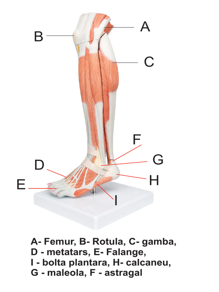 Partile Componente Ale Piciorului | PDF