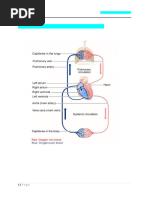 Blood Circulation Flow Chart | PDF