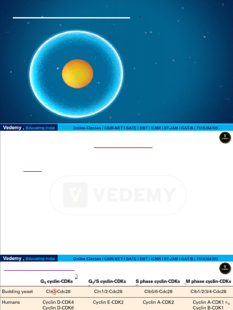 Cellular Organisation 01 | PDF | Mitosis | Cell Growth