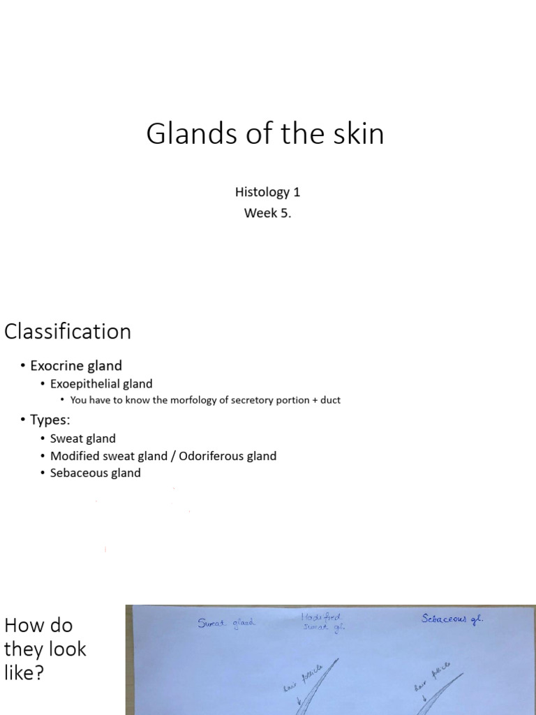 Edina Notes | PDF | Epithelium | Skin