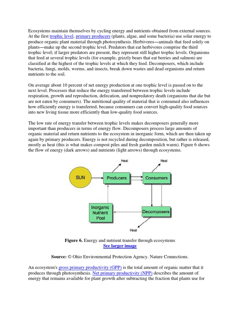 Energy Flow Through Ecosystem | Primary Production | Food Web