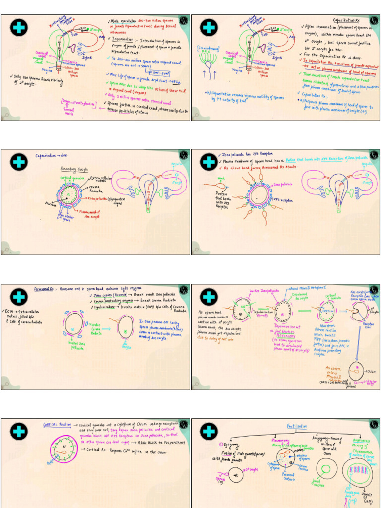 006_ __Human_Reproduction_Extra_Class_notes_Yakeen_NEET(1) - converted ...