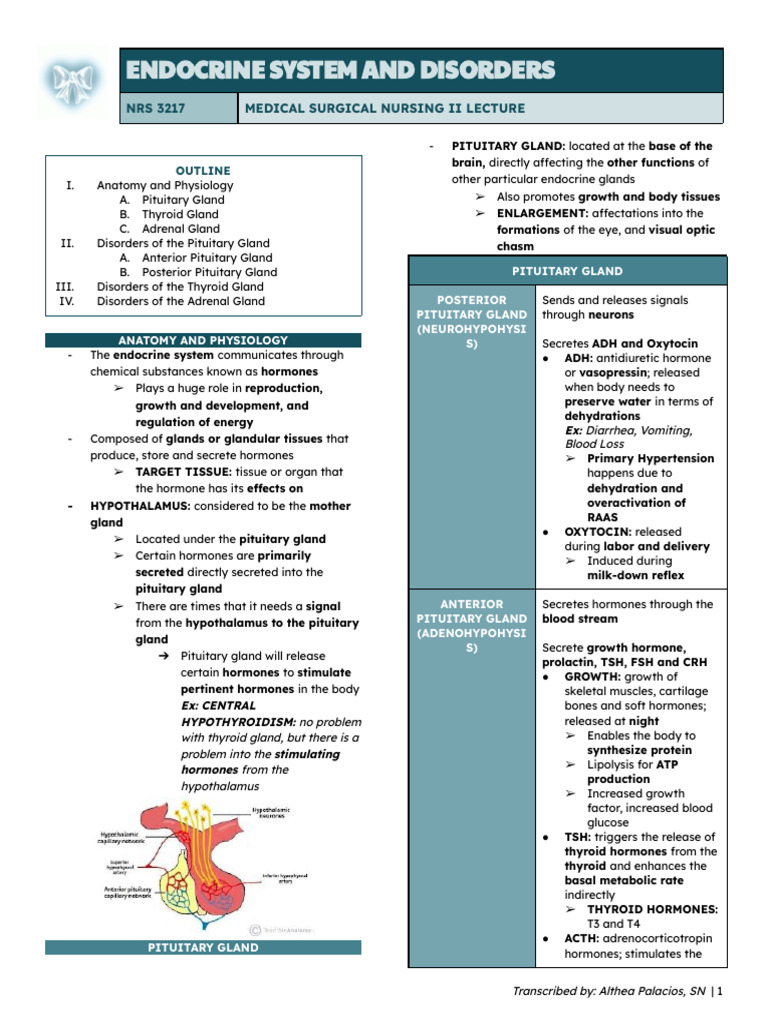(Ms II Lec) Endocrine System | PDF | Pituitary Gland | Adrenal Gland