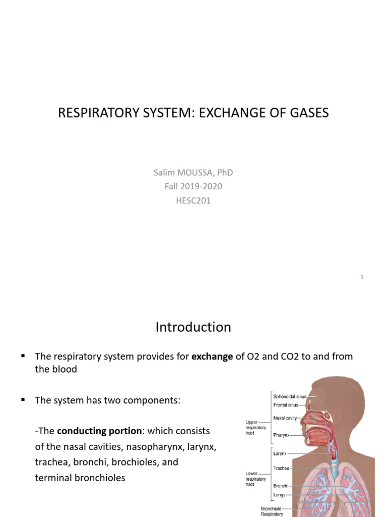 HESC 201 - Respiratory System | PDF | Respiratory Tract | Hemoglobin