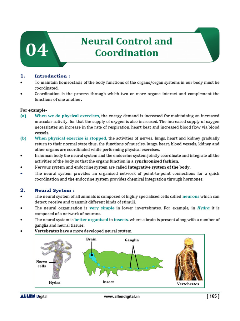 Neural Control & Coordination | PDF | Chemical Synapse | Axon
