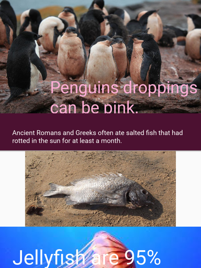 Weird But True Facts 002 | PDF