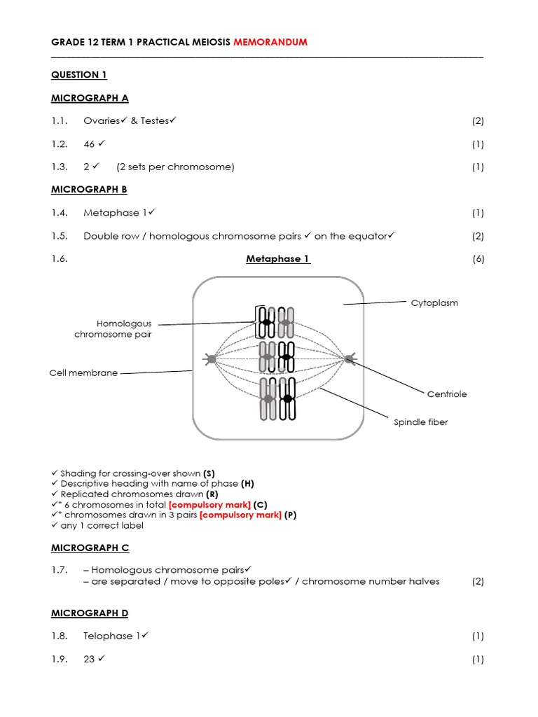 Grade 12 T1 Pracactical Memo | PDF | Meiosis | Chromosome