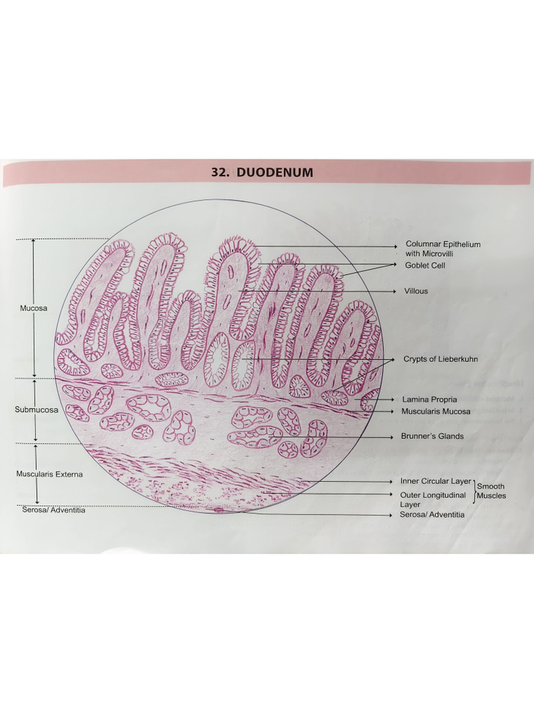 Histology Feb 2 | PDF
