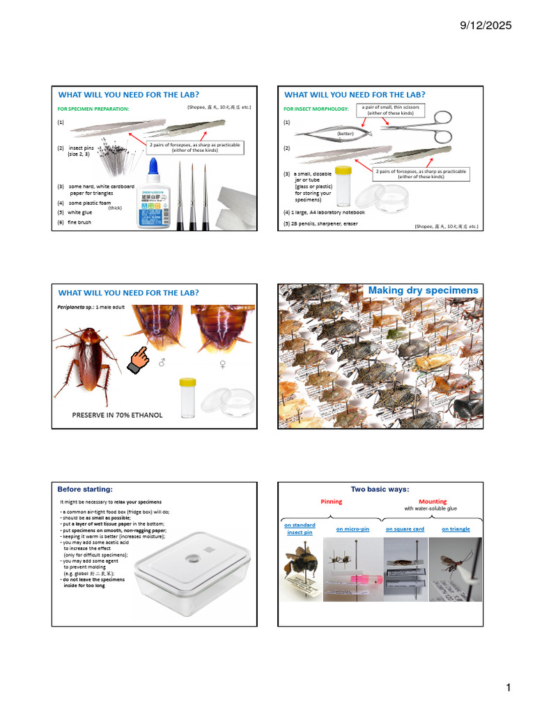 01b Insect Pinning Mounting Labelling | PDF | Insects | Typefaces