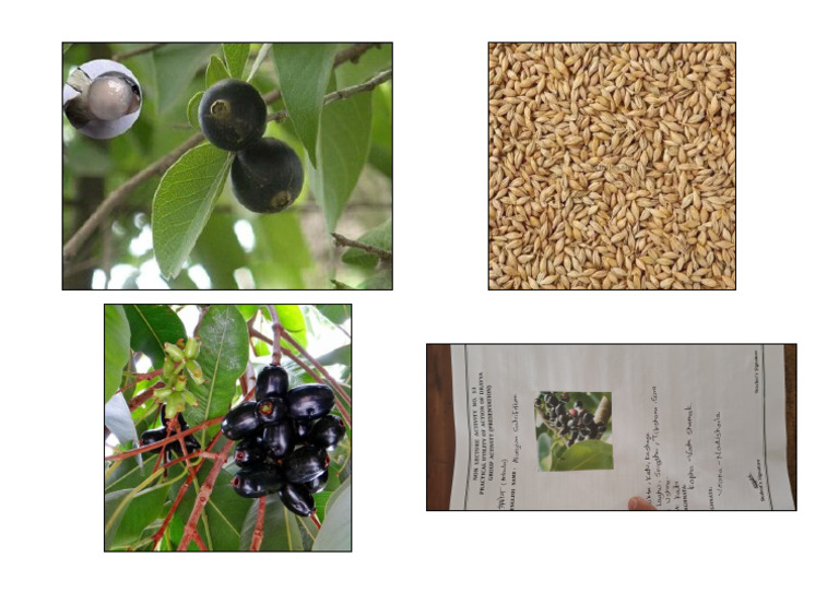 Ankol (1) (4 Files Merged) | PDF