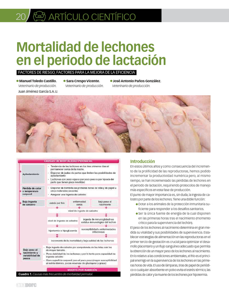 Mortalidad de Lechones | PDF | Amamantamiento | Agua