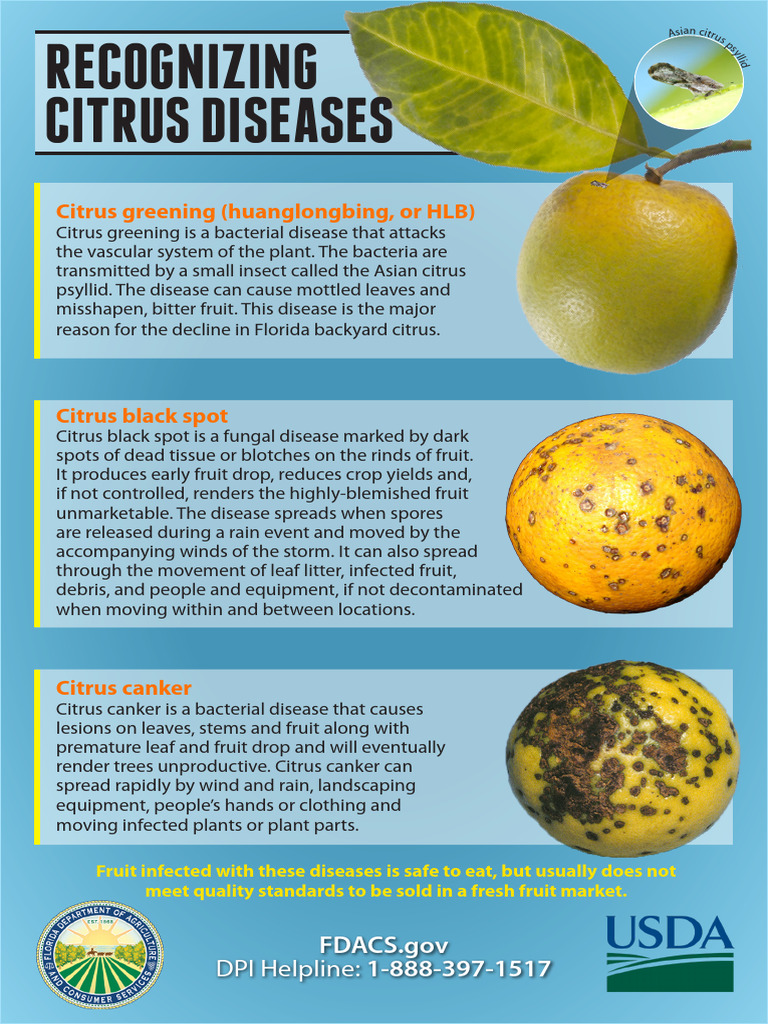 Recognizing Citrus Diseases | PDF | Plants | Branches Of Botany
