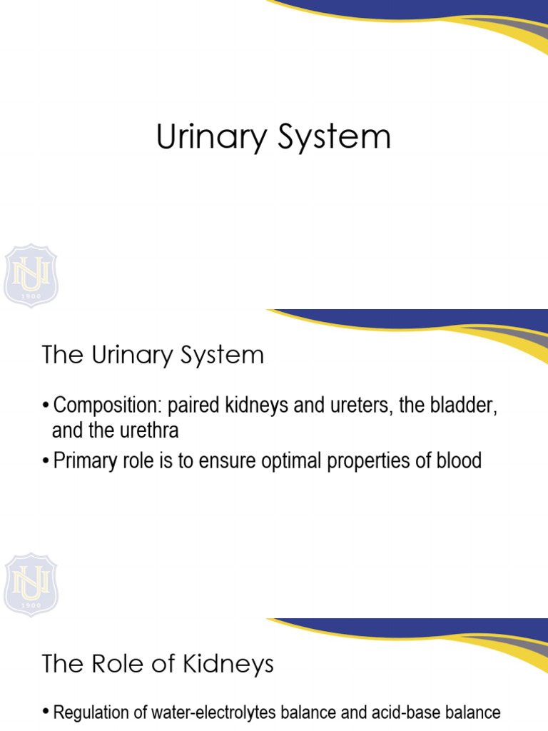 Urinary System Lec 4 | PDF | Kidney | Urinary System