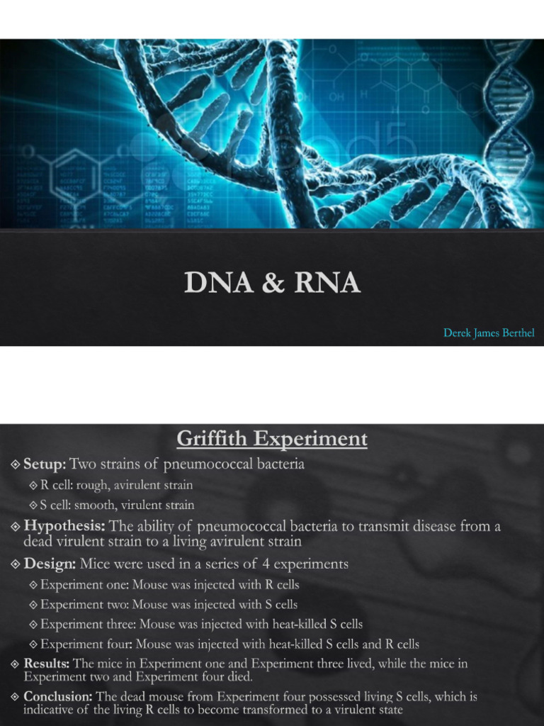 DNA & RNA (Complete) | PDF