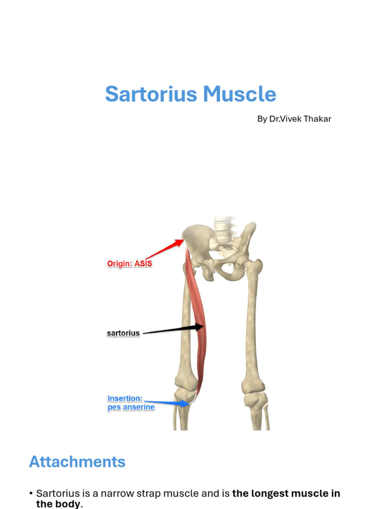 Sartorius Muscle and Hamstring Muscles | PDF | Human Leg | Knee