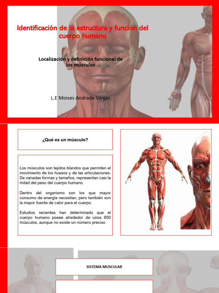 7.sistema Muscula Ner Central | PDF | Músculo | Cerebro