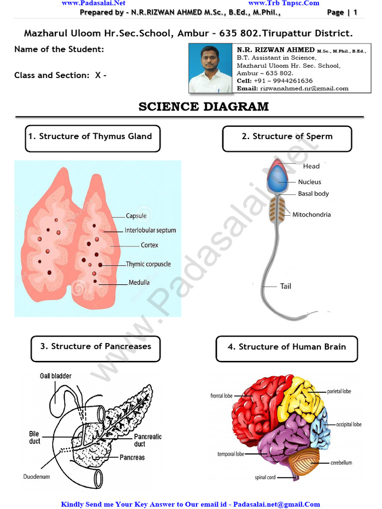 10th Science Diagram Answer English Medium PDF Download TT | PDF ...
