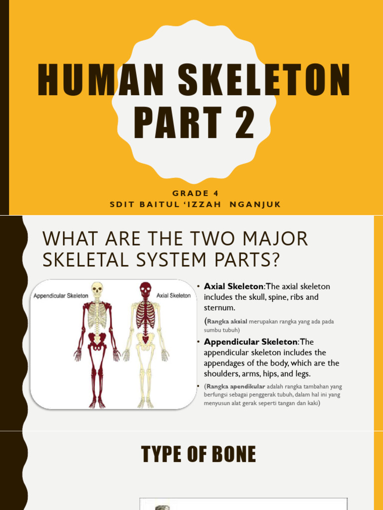 Human Skeleton | PDF