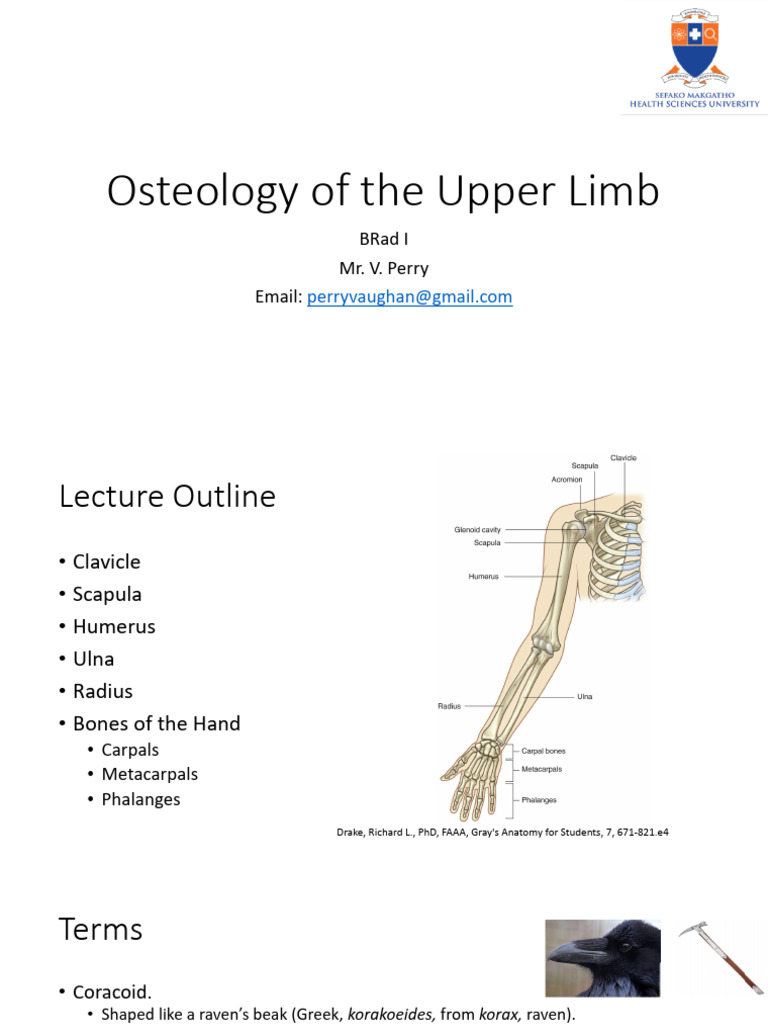 Osteology of The Upper Limb | PDF | Limbs (Anatomy) | Musculoskeletal ...