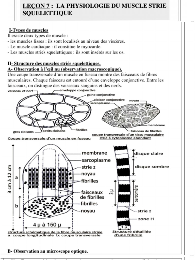 svt-pdf