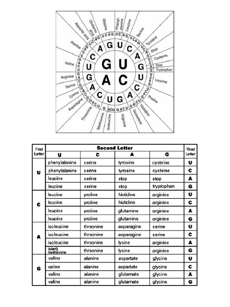 Codon Charts | PDF