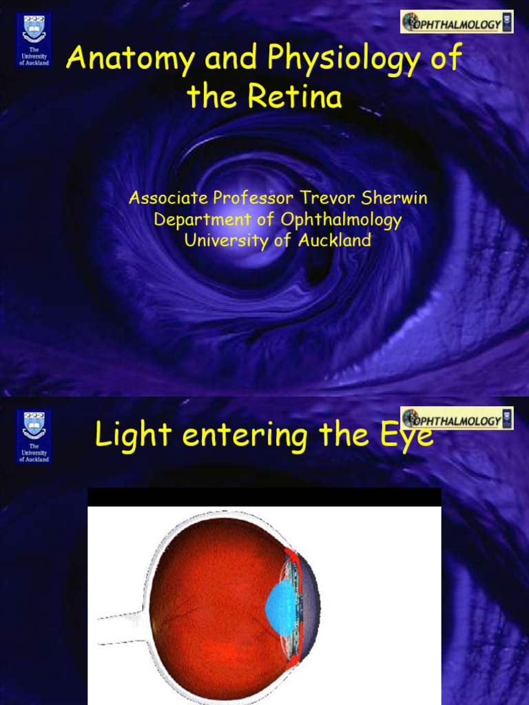 ret 3 | PDF | Retina | Visual Perception