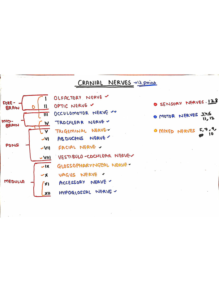 Cranial Nerves Nuclei | PDF