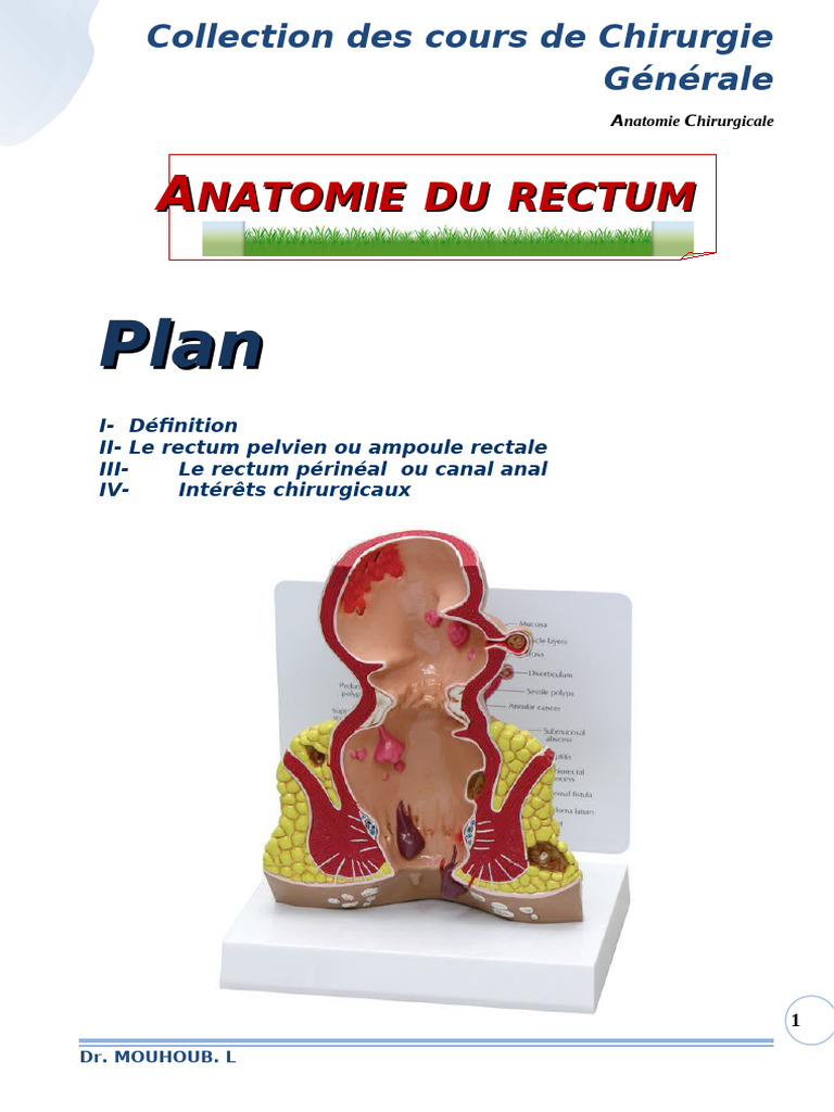 1 - Anatomie Rectum | PDF | Rectum | Bassin (anatomie)