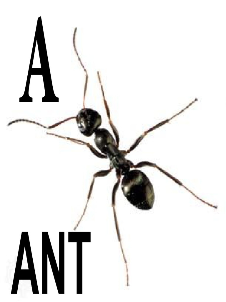 Ant | PDF