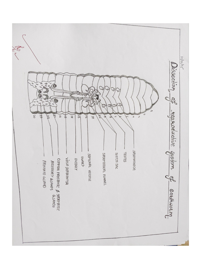 Dissection, Slide Preparation | PDF