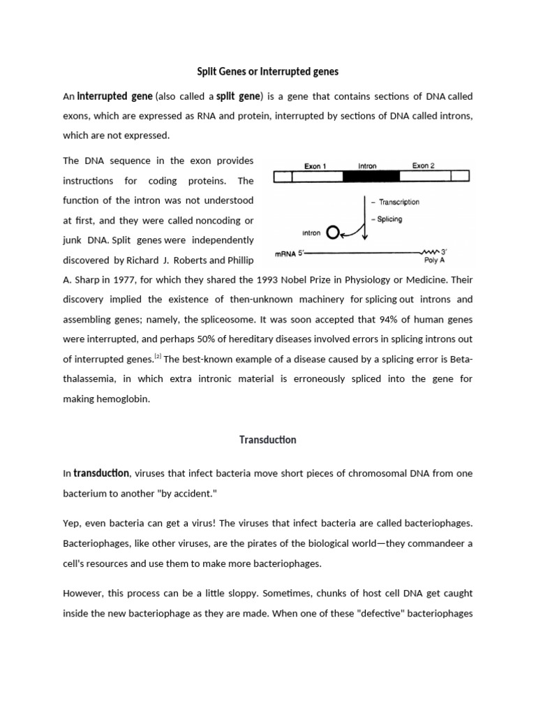 Split Genes Transduction Point Mutations | PDF | Point Mutation | Intron