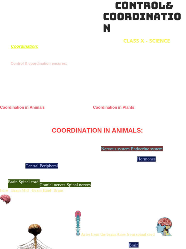 Control and Coordination | PDF | Neuron | Axon