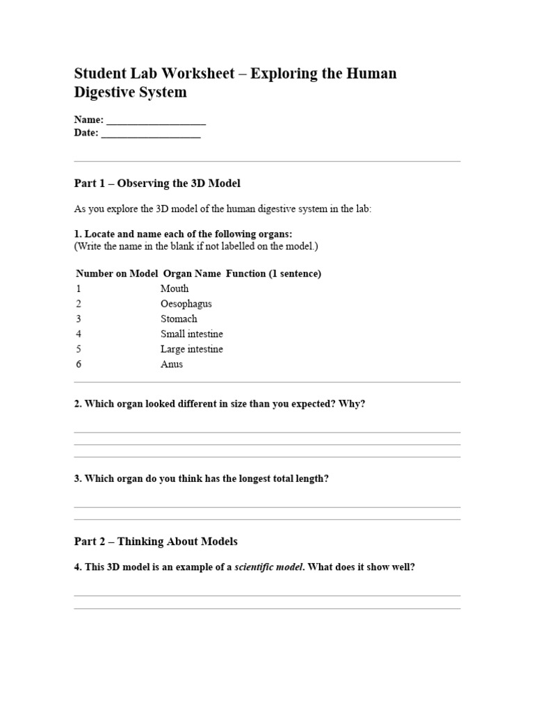 Human Digestive System-Student Lab Worksheet | PDF