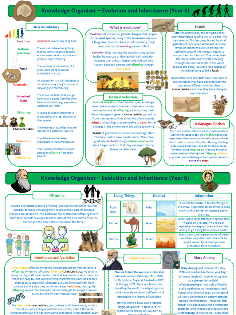 Year 6 Evolution Inheritance | PDF | Evolution | Reproduction