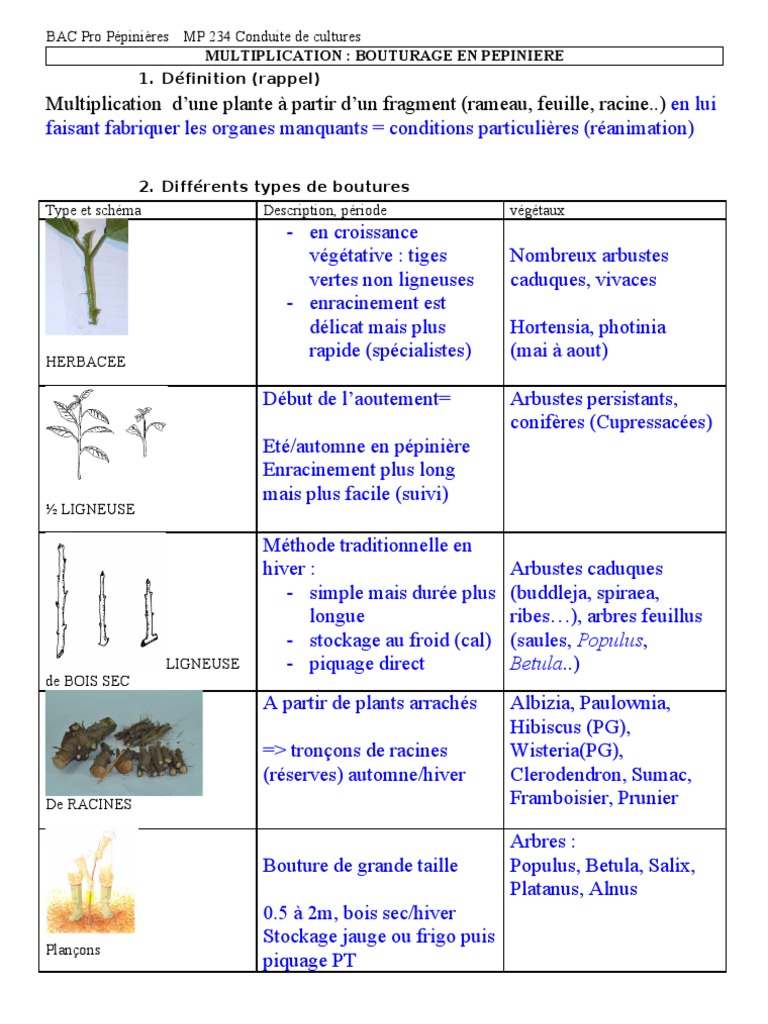 multiplication pepiniere bouturage branches de la botanique plantes