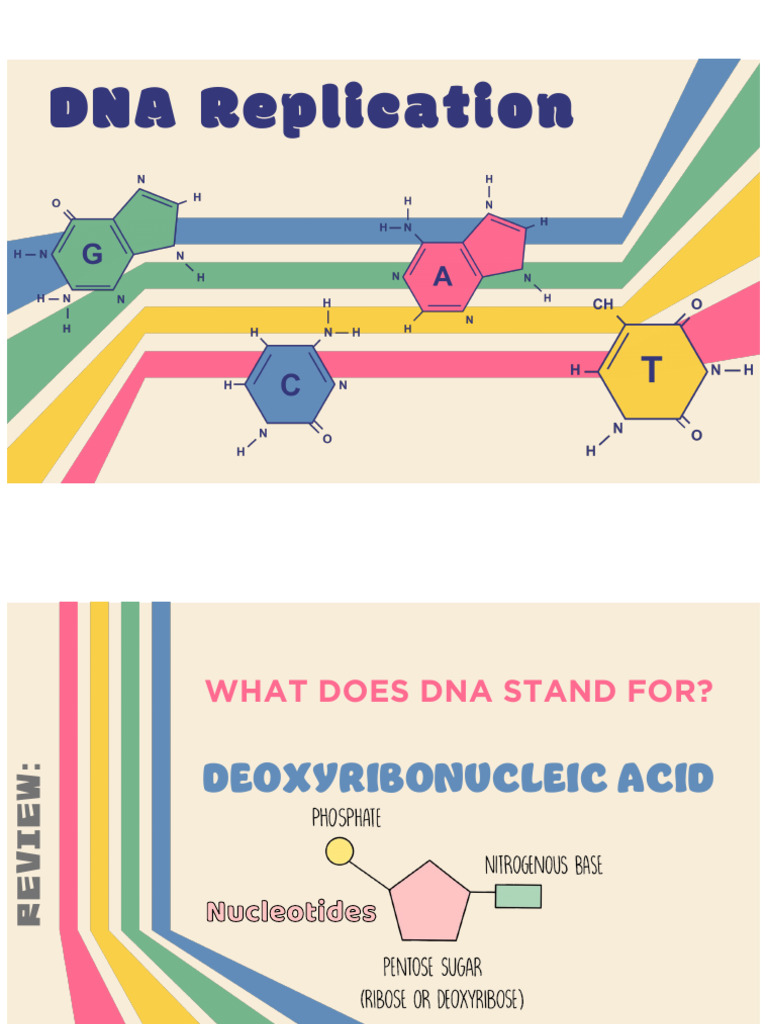 DNA Replication Transcription Translation | PDF